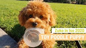 toy poodle puppy mini cute toy