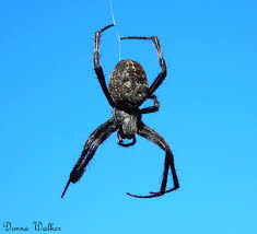 orb weaver spiders