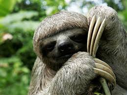 Sloth Species Wwf
