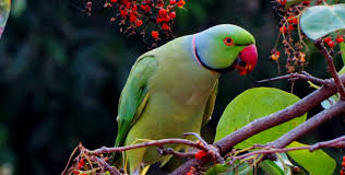 what do parrots eat exoticdirect