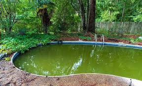 how to get rid of algae in a pool the