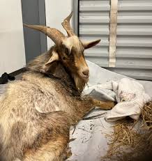 mountain goat rescued from overp