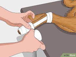 how to treat a torn toenail on a dog