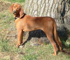 Plott Hound Fun Facts And Crate Size Pet Crates Direct