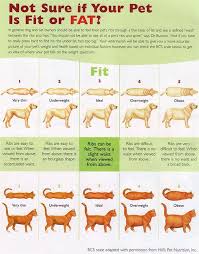 Is Your Dog Or Cat Fit Or Fat Check Out This Cool