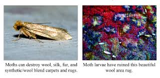 oriental rug moth damage moth