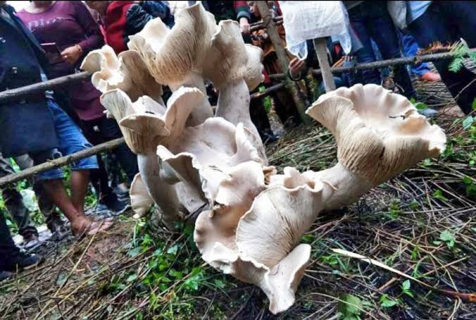 Científicos describen en China el Dianjunus rex, un hongo de hasta 50 centímetros y 2,2 kilos que pertenece a una familia surgida tras la extinción de los dinosaurios 🌎 Investigadores del Instituto d