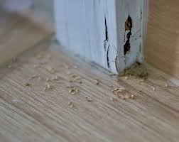 how to check for termite damage in your