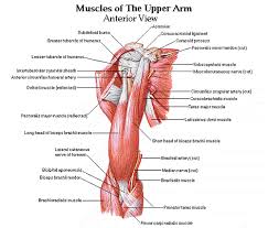 Upper Arm Muscle Diagram