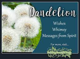dandelion meaning symbolism flower