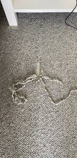 about us ace carpet repairs carpet