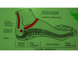 Boosting Your Fertility With Reflexology Conceptionfaq