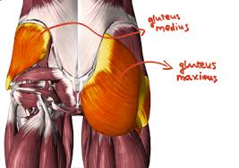 The Best Exercises For The Glutes