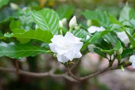What Is A Gardenia Plant And How To