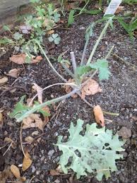 All you need to know. What S Eating My Broccoli And Kale And What Can I Do To Prevent It Gardening Landscaping Stack Exchange