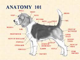 Beagle Anatomy Related Keywords Suggestions Beagle
