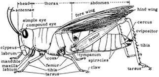 Carapace is a dorsal upper section of the exoskeleton or shell in a number of animal groups the maxillary palps on a grasshopper function as a sensory organ. Grasshopper External Anatomy Anatomy Drawing Diagram