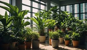houseplants singapore the best plants