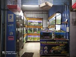 Pet stores near me that sell fish. Fishes Aquarium And Pet Shop Akurdi Aquarium Fish Dealers In Pune Justdial