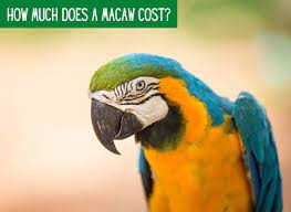 how much does a macaw cost