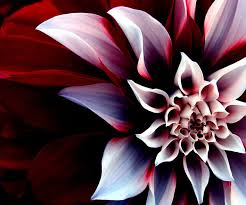 3d android cool flower wallpaper flare
