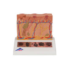 Anatomical Teaching Model Plastic Anatomy Models Skin