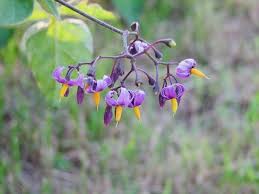 Image result for nightshade