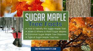 sugar maple tree facts acer saccharum