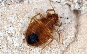 Bed Bugs In My Los Angeles County