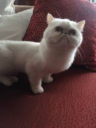 Cats born with long legs can carry the munchkin gene, and they're often. The Majestic Persian Munchkin Funny