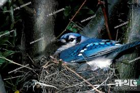 blue jay at nest new jersey stock