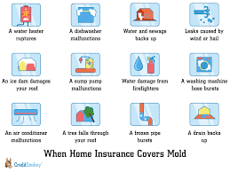 When Is Mold Damage And Removal Not Covered By My Insurance Water  gambar png