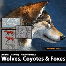 How to draw 200 animals step by. How To Draw Wolves Coyotes And Foxes On Sale