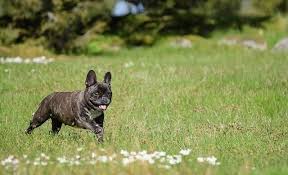 Looking for a dog with a superior lineage? How Much Does A French Bulldog Cost Dreamvalleyfrenchies Com