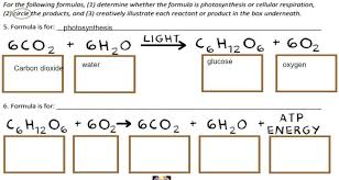 Cellular Respiration