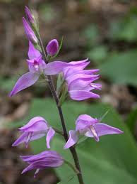 Cephalanthera rubra - Wikipedia