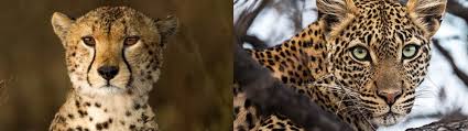 leopard vs cheetah what s the difference