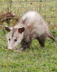 Live trapping and relocating are the best bets for removing opossums from your premises. Possum Opossum Removal Control Relocation Toronto Hawkeye