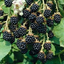 Blackberry is a source of vitamins, minerals, fiber and. National Gardens Blackberry Fruit Seeds Pack Of 10 Amazon In Garden Outdoors