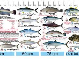 Details About Fish Measure Sticker Decal Qld Great Barrier Reef Update September 2019