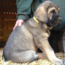 How do you say puppy in spanish? Spanish Mastiff Puppies Puppy Dog Gallery