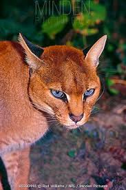 It was first discovered by a zoologist in 1827. African Golden Cat Caracal Profelis Aurata Female Head Portrait Ranging From Senegal Wild Cats Animals Cats
