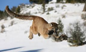 Slowly wave your arms and speak firmly. How Big Mountain Lions Can Get Plus Other Fascinating Big Cat Facts