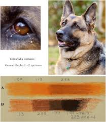 Painting A German Shepherds Eye In Pastel Pencils Colin