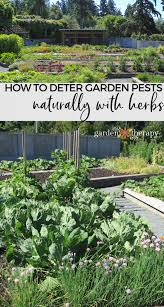 Your vegetable garden can thrive without the addition of poisons. Natural Pest Control How To Plant Mixed Herbs And Vegetables To Deter Pests Garden Therapy