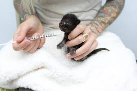 Syringe Feeding Kitten Lady