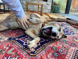 why do dogs like belly rubs dogster