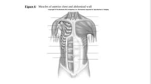 Everyone should list the structures within muscle. Muscles Of Anterior Chest And Abdominal Wall Diagram Quizlet