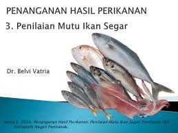 Pengertian bahwa belum semua rumah tangga di. Pdf Penanganan Hasil Perikanan Penilaian Mutu Ikan Segar