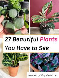 27 Beautiful Indoor House Plants For